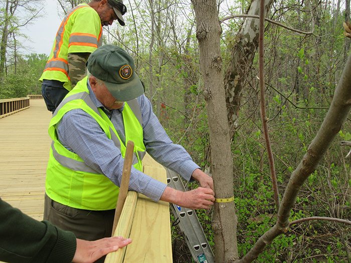 Project_leader_Robert_Smith_measured_all_18_trees_700.jpg