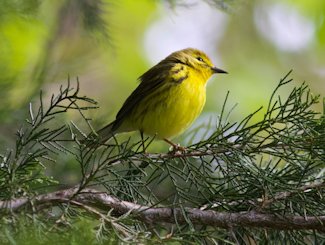 Prarie warbler