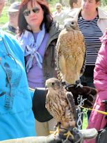 Red-shouldered hawk and merlin