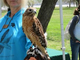 Red-shouldered hawk