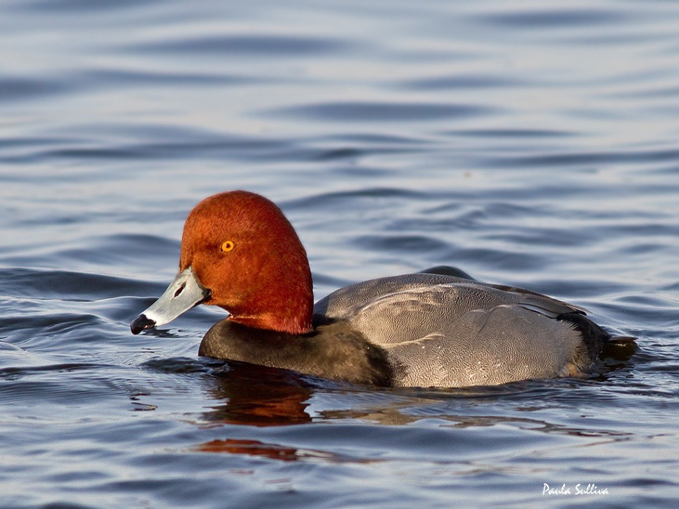 Redhead