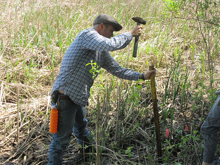 Robert Collier was an expert at driving stakes into the soil for planting willow trees 700