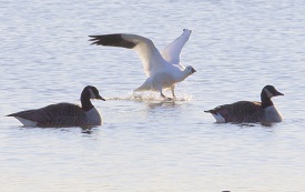 Ross's goose