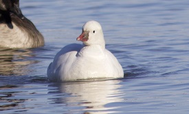 Ross's goose