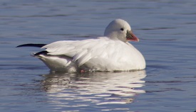 Ross's goose