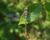 Russet-tipped clubtail