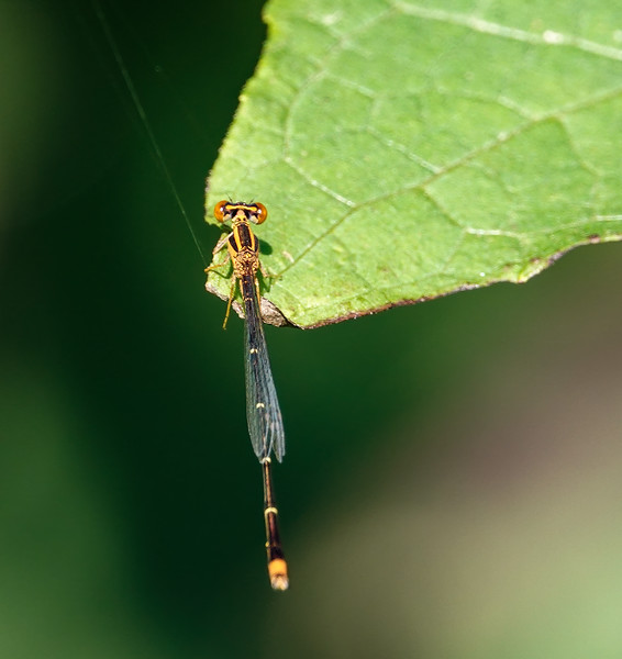 Orange bluet damselfly