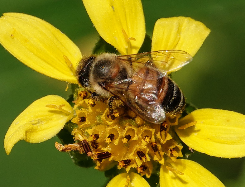 Western honeybee