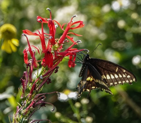 Black swallowtail butterfly Black swallowtail butterfly