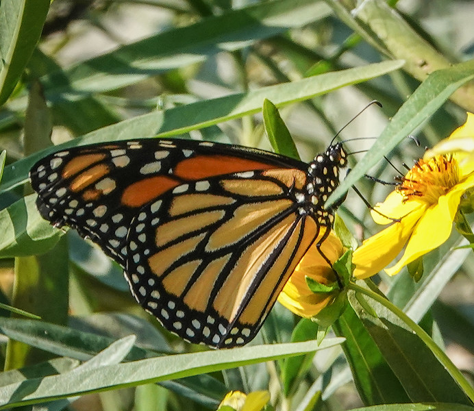 Monarch butterfly