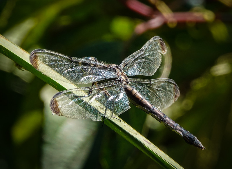 Great blue skimmer dragonfly