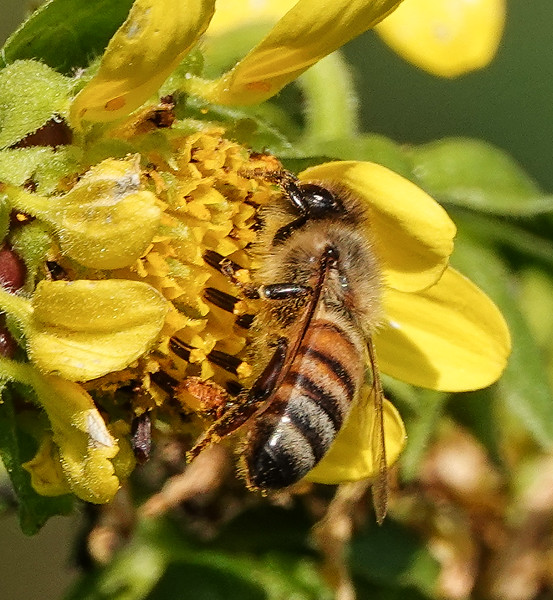 Western honeybee