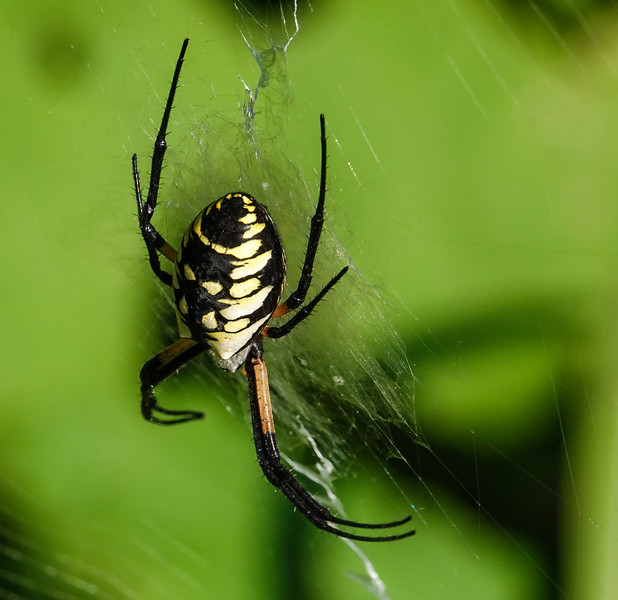 Yellow garden spider