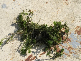 Hydrilla