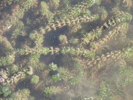 Hydrilla