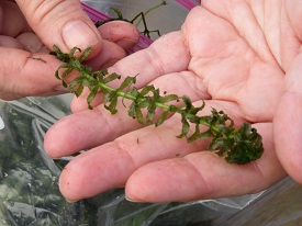 Hydrilla