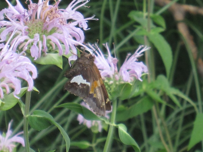 Silver spotted skipper