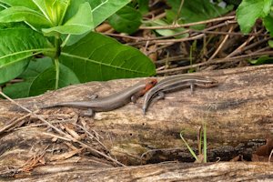 skink pair