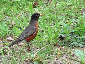 Robin