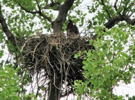 eaglet