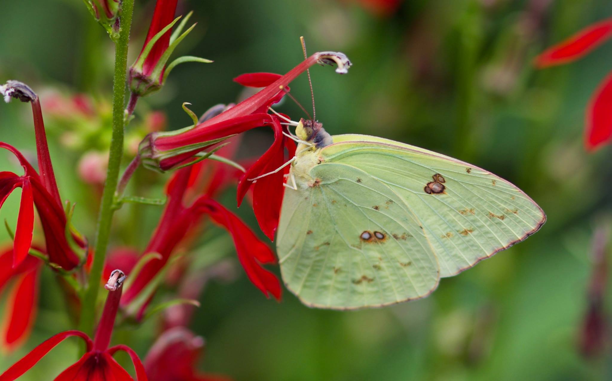 Sulphur butterfly