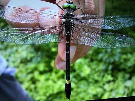 Swift River dragonfly Swift River dragonfly