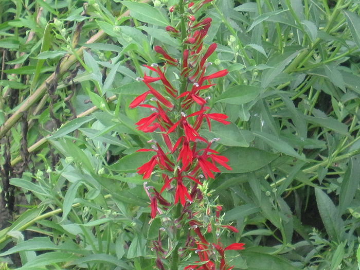 The_bright_red_cardinal_flower_Lobelia_cardinalis_grabbed_everyones_attention-700.jpg