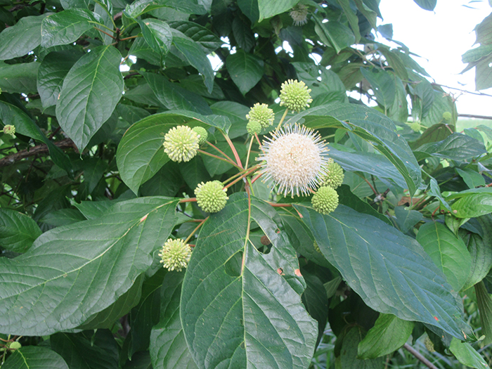 The_button_bush_plants_blossoms_were_in_various_stages-700.jpg