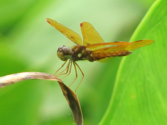 The_group_observed_a_Needhams_skimmer_dragonfly_a_bright_yellow_or_burnt_orange_dragonfly_that_is_common_in_Dyke_Marsh-700.jpg