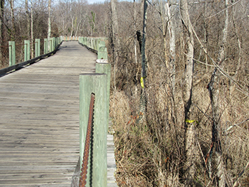 The pumpkin ash trees that FODM Is trying to save here marked with yellow plastic tags are very close to the trail and bridge 23