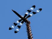 Twelve-spotted skimmer