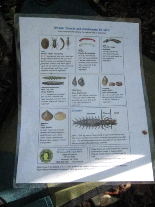 Volunteers used guides like this to identify the critters they found