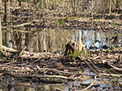 Wetland
