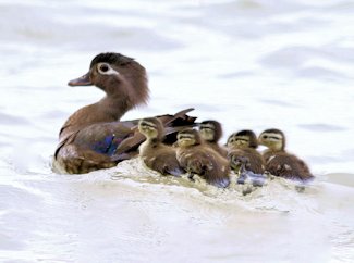 Wood ducks