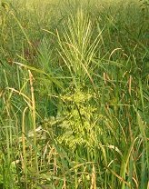 wild rice