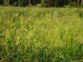 wild rice