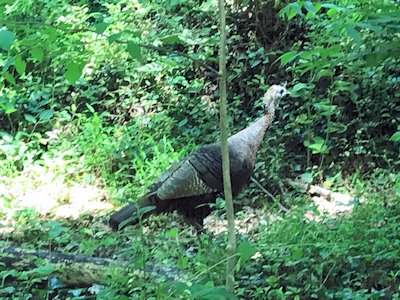 Wild turkey Wild turkey