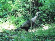 Wild turkey Wild turkey