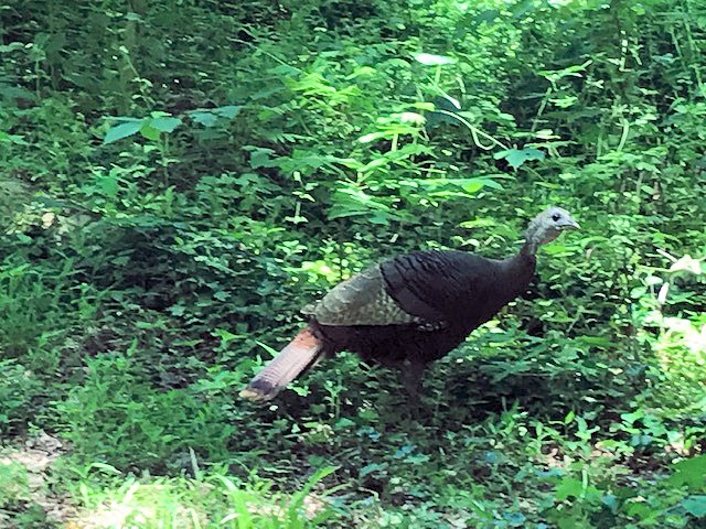 Wild turkey