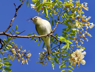 Warbling vireo