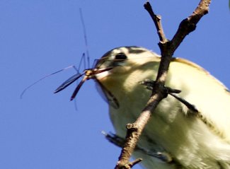 Warbling vireo