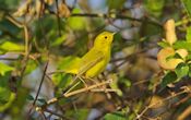 Wilson's warbler Wilson's warbler