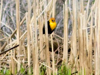 yellow-headed