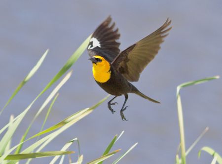 Yellow-headed blackbird Yellow-headed blackbird