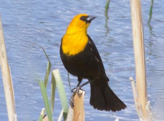 yellow-headed