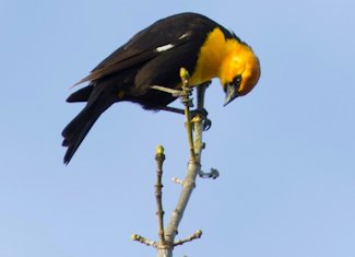 yellow-headed