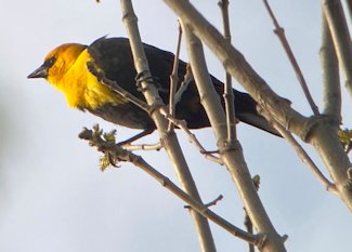 yellow-headed