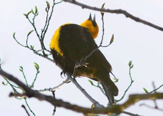 yellow-headed