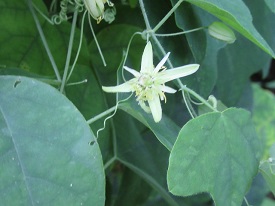 Yellow passion flower