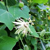 Yellow passion flower